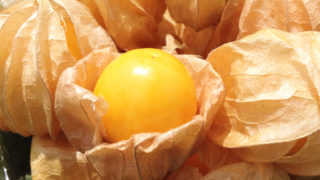 ゴールデンベリーで血液サラサラ？